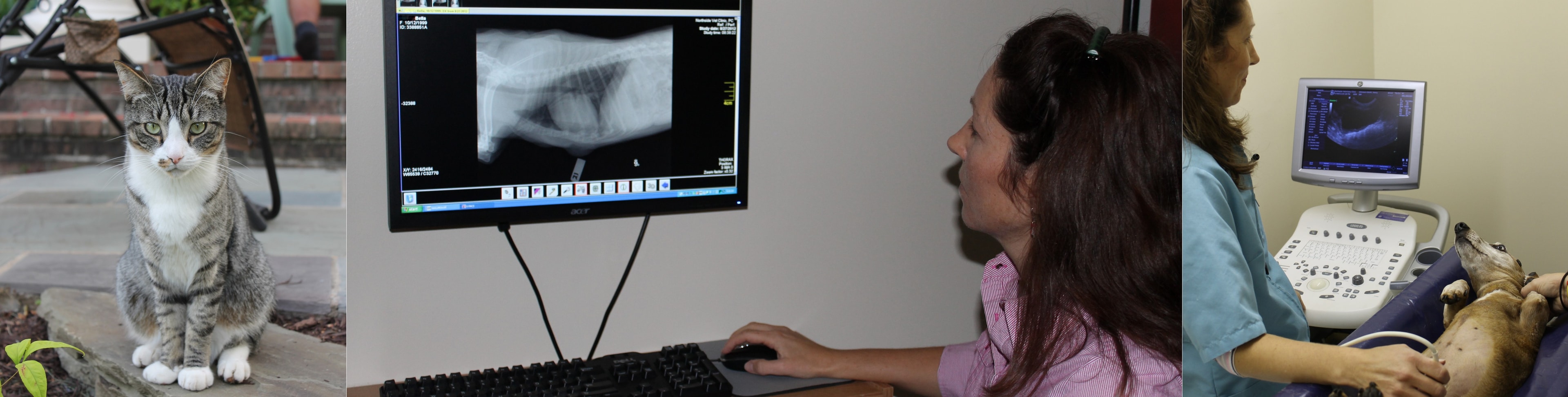 Diagnostic imaging and patient care at Northside Veterinary Clinic