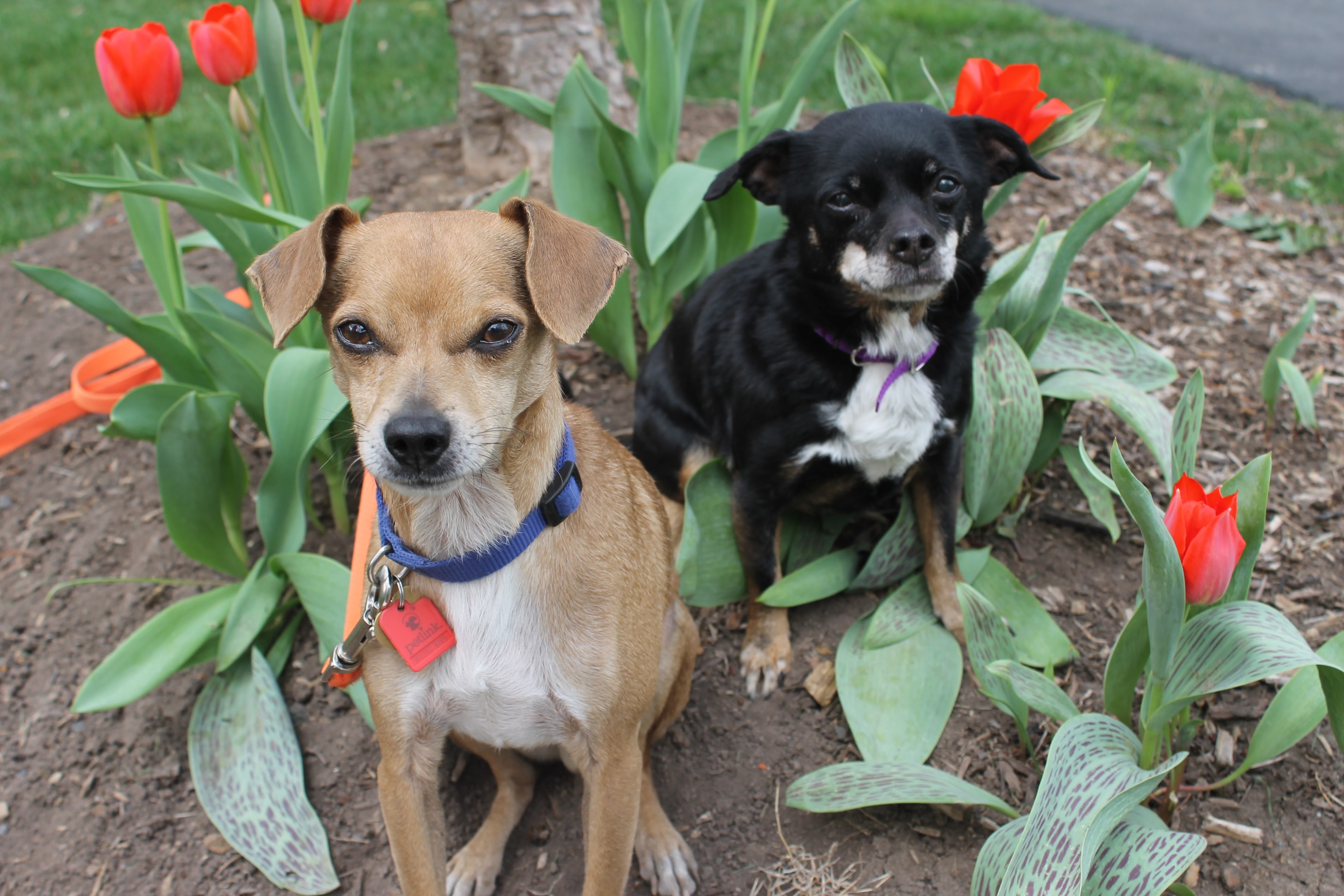 Two Northside patient dogs outdoors among spring flowers