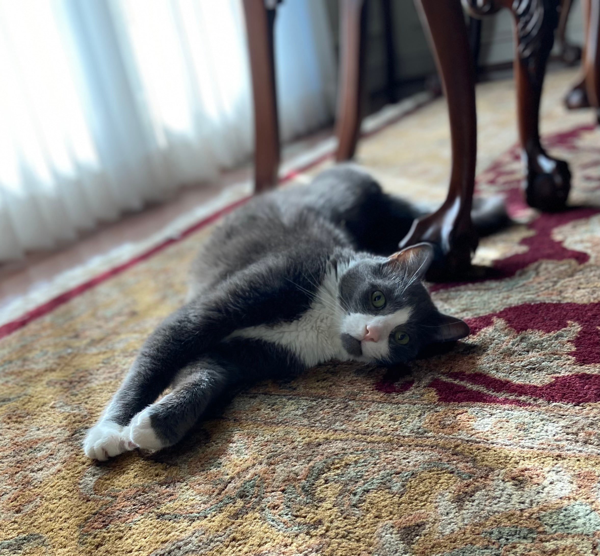 A relaxed Northside patient cat resting comfortably at home