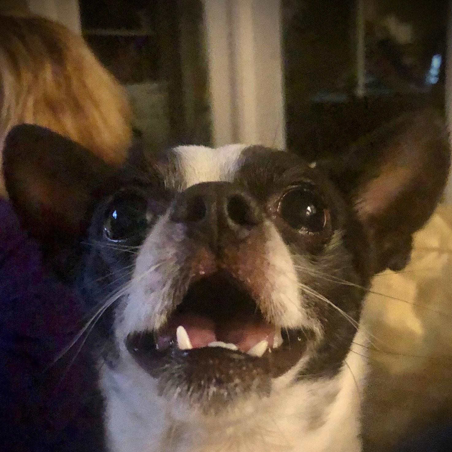 Inside Northside Veterinary Clinic — Arlington, VA