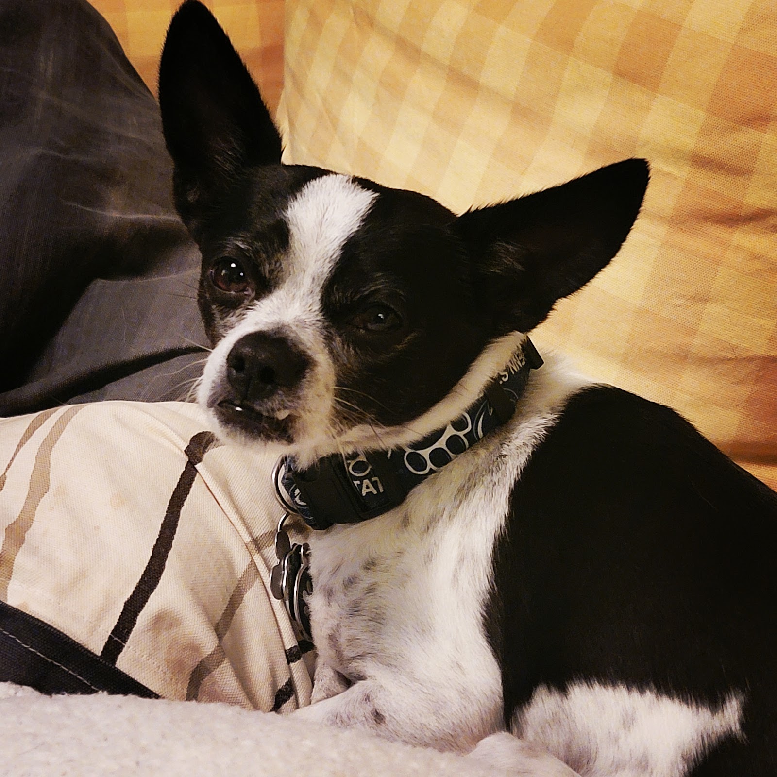 Northside Veterinary Clinic storefront at 4003 Langston Blvd, Cherrydale, Arlington VA